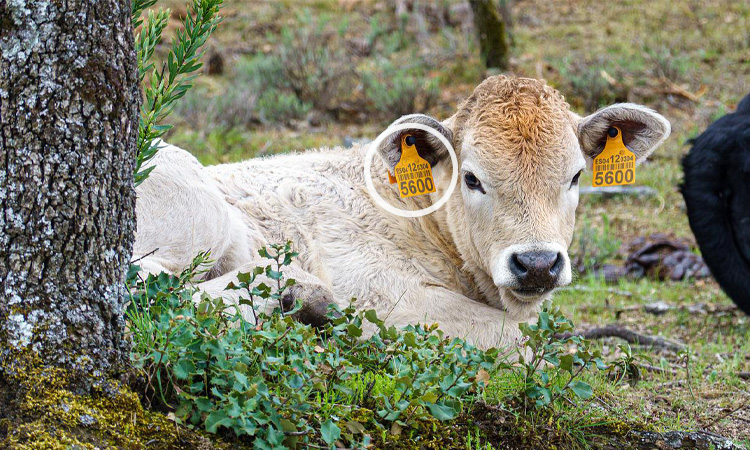 People are using these animal tags to track all aspects of their livestock