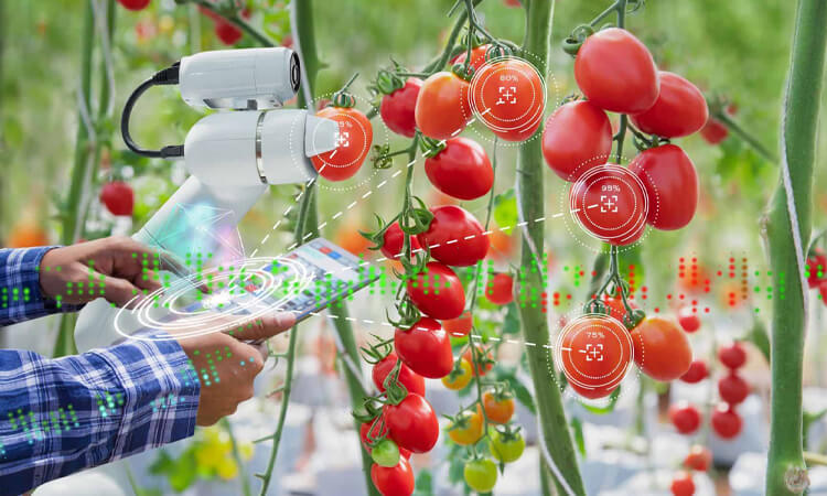 You can achieve crop monitoring through machine learning in agriculture