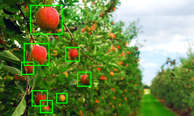 Machine Learning in Agriculture Helps Farmers Effectively Improve Crop Yield Predictions