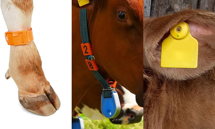 RFID-Tags für Rinder können an drei verschiedenen Körperteilen verwendet werden