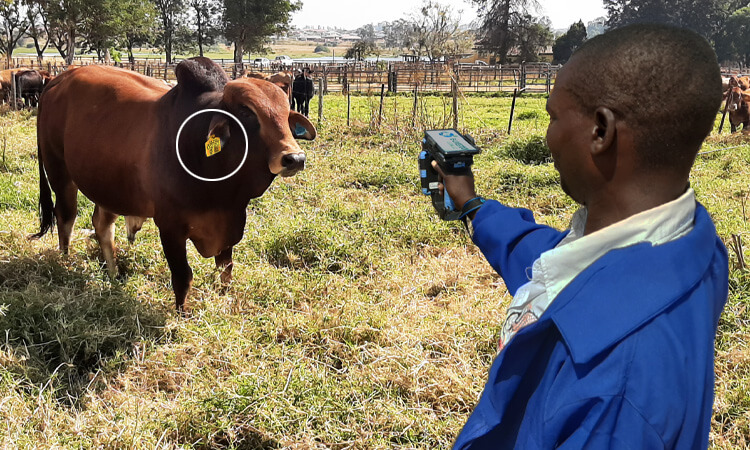 牧場経営者は、RFID リーダーを使用して家畜の小さな RFID タグをスキャンし、健康状態をチェックします